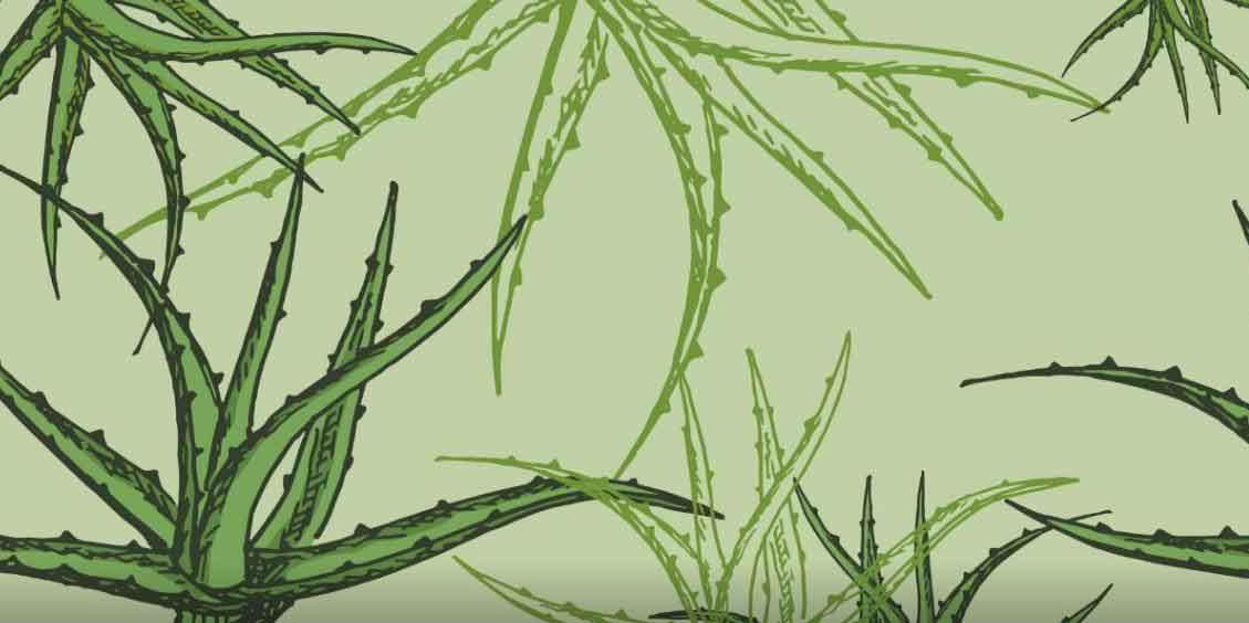 Illustration mit Aloe Vera-Pflanzen auf Hintergrund. In der Mitte unten steht der Text: „LIEBEN GRUSS AN DIE INTIMZONE!“ 