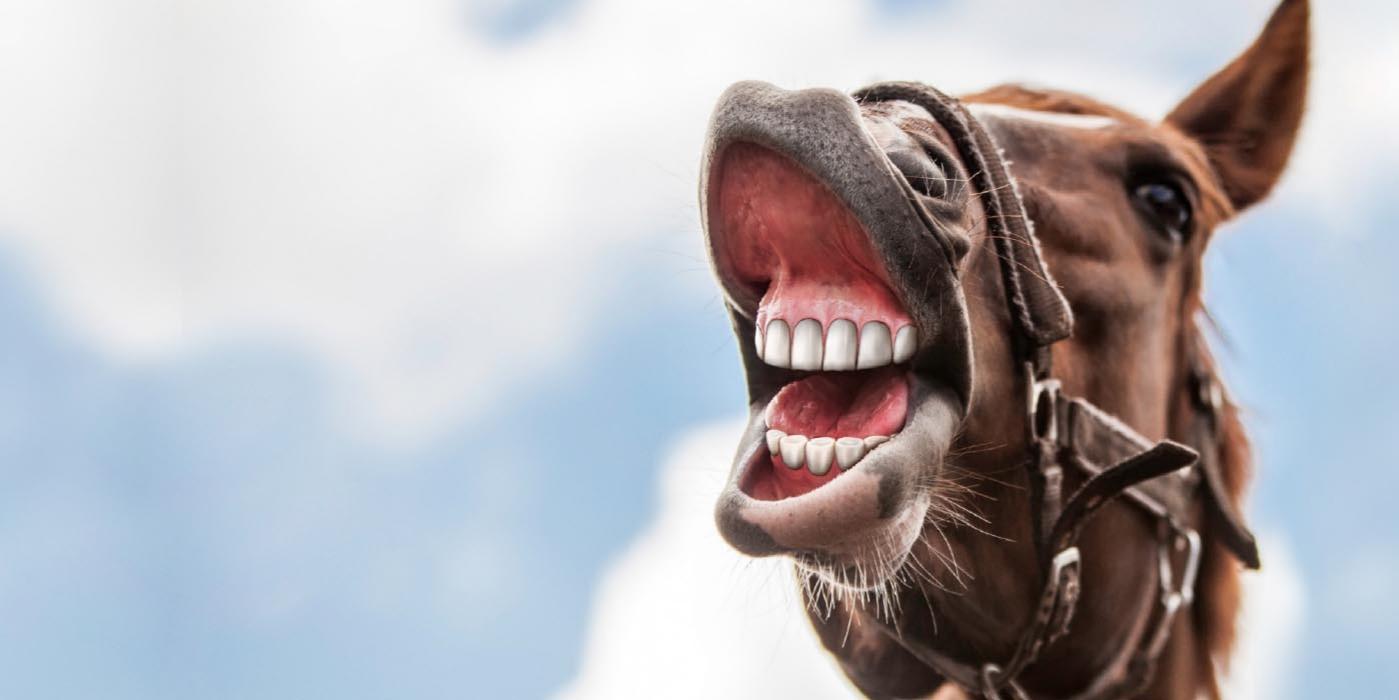 Zahnfleisch Pferd mit weit geöffnetem Maul und unnatürlich perfekten, menschlichen Zähnen – humorvoll bearbeitetes Bild.